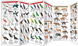 Amazon Wildlife Guide
