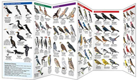 Aves Provincias atlánticas de Canadá