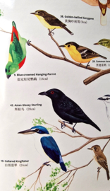 Singapur - Vögel