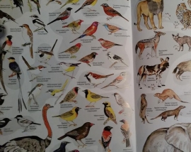 Etosha map and field guide