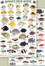 Hawaii - Reef fishes - 1