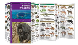 Wildlife Belize