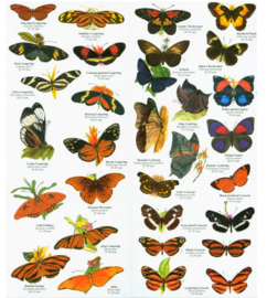Schmetterlinge in Yucatan