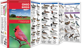 Vögel in Ohio