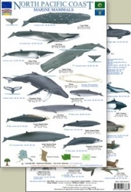 Nordpazifikküste  Wale und Delfine