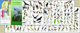 Guide des oiseaux du Guatemala