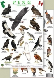 Peru - Raptors bird guide