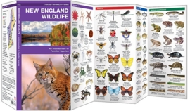 New England Wildlife Guide