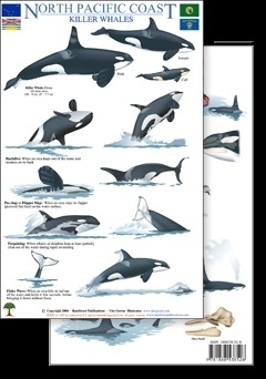 Killerwale Nordpazifikküste