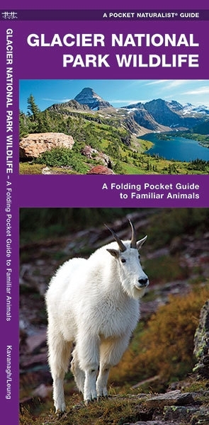 Wildlife guide Glacier National Park