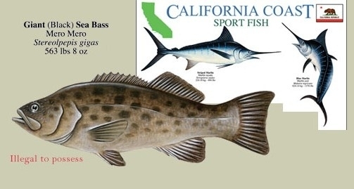 California - Sportvissen in Californië | Natuurgidsen California | natuurgidsjes
