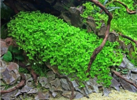 Micranthemum Monte Carlo aquarium plant