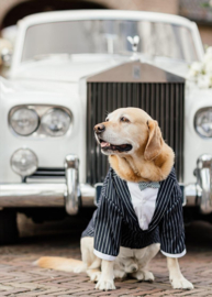 Honden kostuum / trouwkostuum grote hond | XXL, 5XL