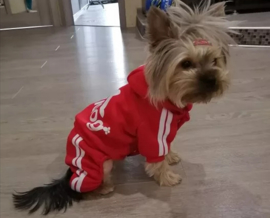 Adidog honden onesie rood | S, M, XL