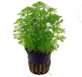 Limnophila Sessiliflora aquarium plant