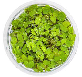 Aquarium drijfplant Salvina Minima cup 100cc