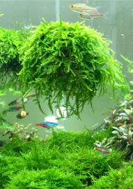 Weeping mos / aquarium mos cup
