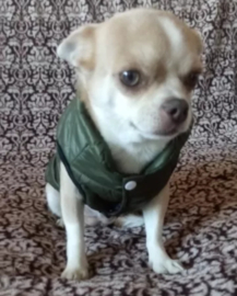 Honden bodywarmer olijfgroen | XS,L,XL,XXL