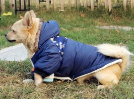 DRESSPET Stoere hondenjas / winterjas hond | blauw |S