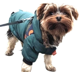 DRESSPET Stoere hondenjas / winterjas hond | groen | S, XL