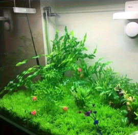 Kunstgras Aquarium