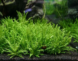Pogestemon Helferi aquarium plant