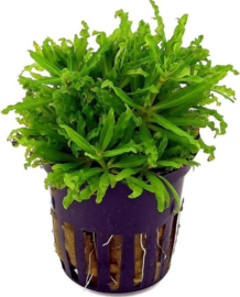 Pogestemon Helferi aquarium plant