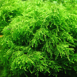 Weeping mos / aquarium mos cup