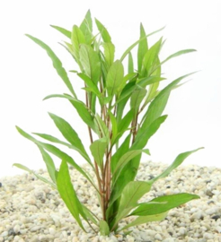 Hygrophila Augustifolia aquarium plant
