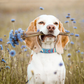 Honden halsband Indian style | lichtblauw