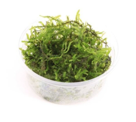 Weeping mos / aquarium mos cup