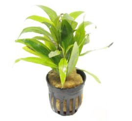Hygrophila Augustifolia aquarium plant