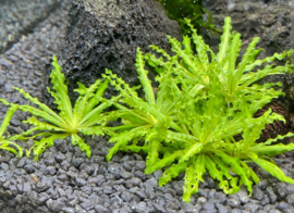 Pogestemon Helferi aquarium plant