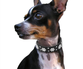 Strass halsband "Blossom" Blauw | XS