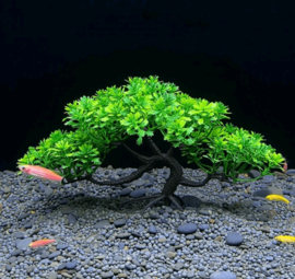 Kunst bonsai Aquarium