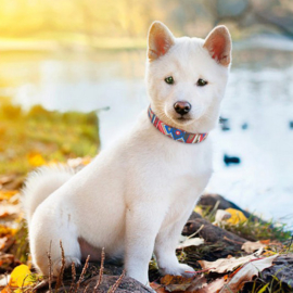 Honden halsband Indian style | Rood