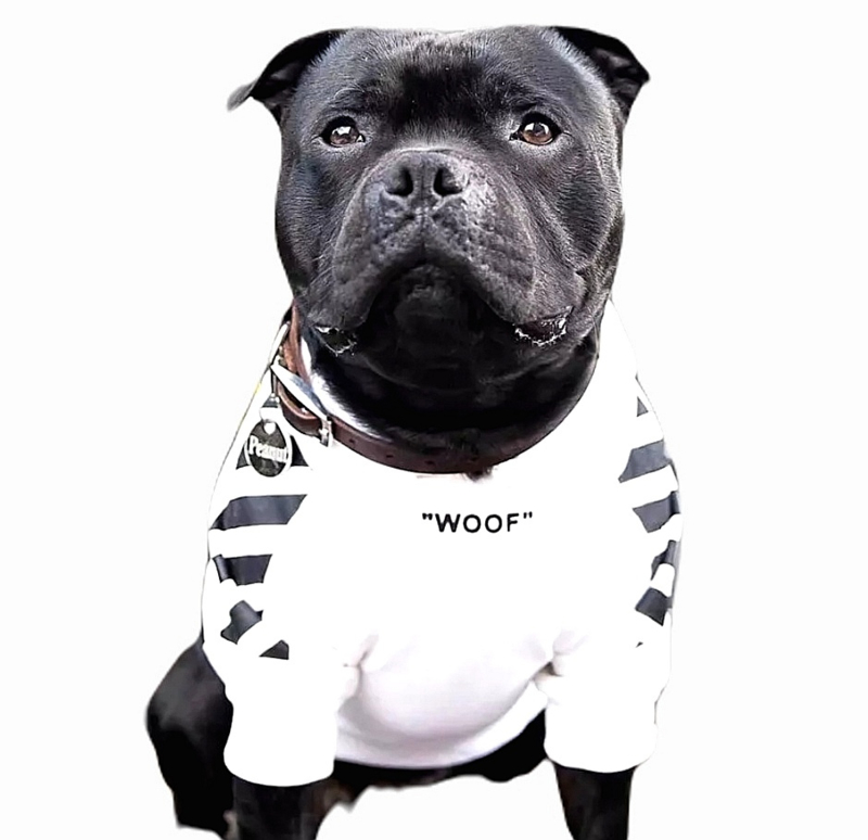 pakket moeilijk Denemarken Hondentrui "WOOF " wit | XS, L | Hondentrui / Vest | Exclusive Dog Fashion  - Hondenboetiek