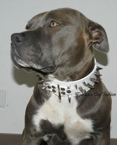 varkensvlees factor kans M01, Extreme claw halsband, luipaard wit met spikes. 53 - 61cm | Halsbanden  L 49 - 61cm | Exclusive Dog Fashion - Hondenboetiek