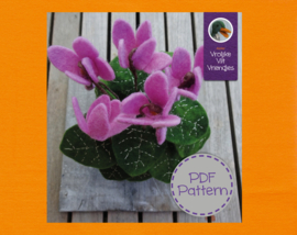 Cyclamen plant