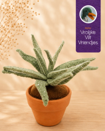 Vetplant Haworthia Attenuata
