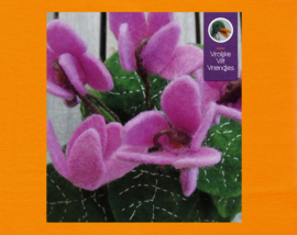 Cyclamen plant