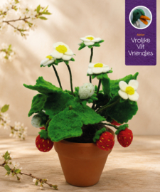 Aardbeien plant