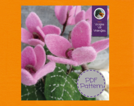 Cyclamen plant