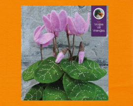 Cyclamen plant