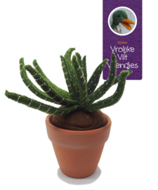 Vetplant Haworthia Attenuata