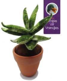 Vetplant Haworthia Fasciata