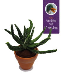 Vetplant Haworthia Attenuata