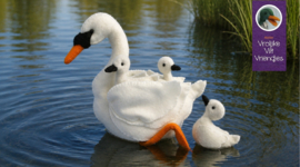Zwaan met 3 jongen