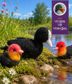 Meerkoeten