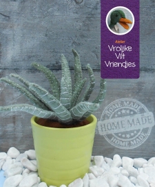 Vetplant Haworthia Attenuata